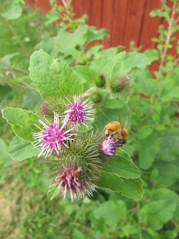 Arctium sp. Burdock