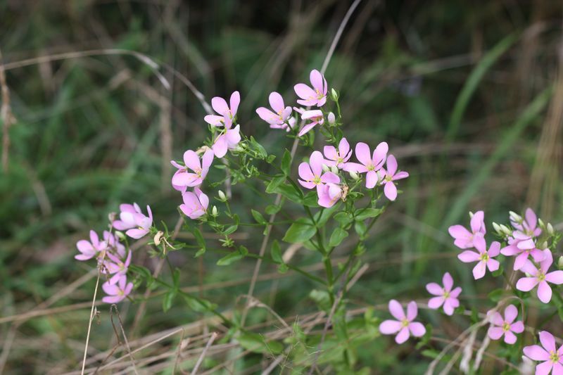 Sabatia